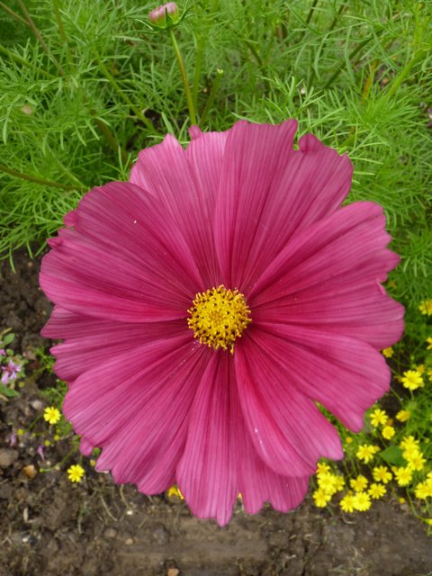 Cosmos bipinnatus 'Rubenza'